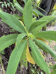 Rhytidophyllum auriculatum