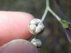Leptospermum nitidum