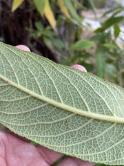Rhytidophyllum auriculatum