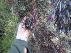 Leptospermum nitidum