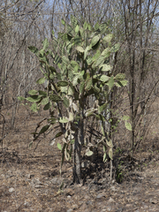 Opuntia wilcoxii