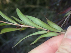 Leptospermum nitidum