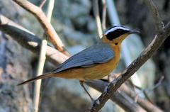 Cossypha heuglini heuglini