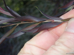 Leptospermum nitidum