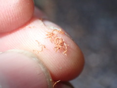 Leptospermum nitidum
