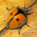 Epilachna ovaloides - Photo (c) Jerónimo Lora Zuleta, μερικά δικαιώματα διατηρούνται (CC BY-NC), uploaded by Jerónimo Lora Zuleta