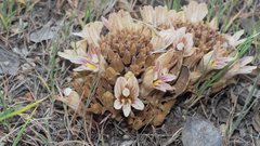 Aphyllon californicum feudgei