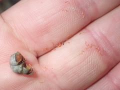 Leptospermum nitidum