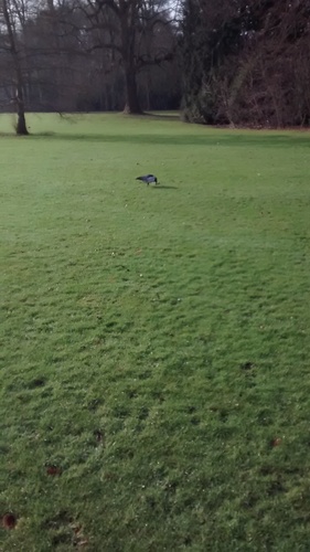 Branta leucopsis