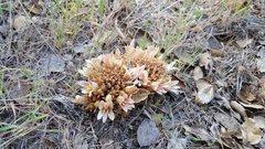 Aphyllon californicum feudgei