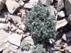Oxytropis oreophila