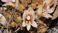 Aphyllon californicum feudgei