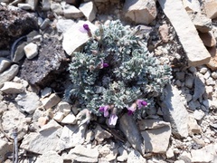 Oxytropis oreophila