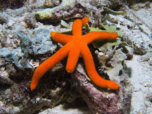 Echinaster