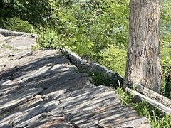 Notocitellus adocetus