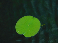 Nelumbo lutea
