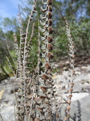 Astrolepis integerrima