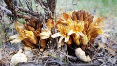 Aphyllon californicum feudgei