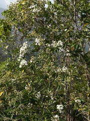 Miconia mirabilis
