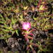 Lampranthus arbuthnotiae - Photo (c) Stephen Cousins, alguns direitos reservados (CC BY-NC), uploaded by Stephen Cousins