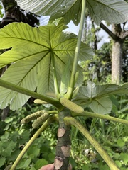 Cecropia schreberiana