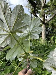 Cecropia schreberiana