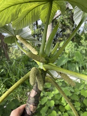 Cecropia schreberiana