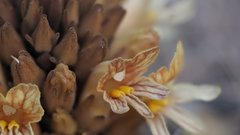 Aphyllon californicum feudgei