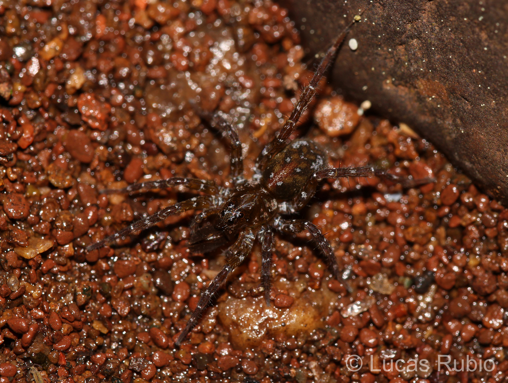 Arctosa sapiranga