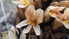 Aphyllon californicum feudgei