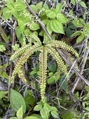 Adiantum pyramidale