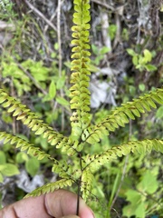 Adiantum pyramidale