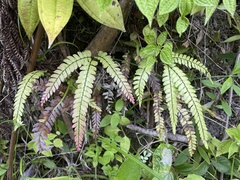 Adiantum pyramidale