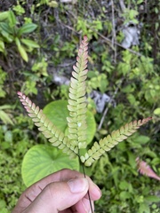 Adiantum pyramidale