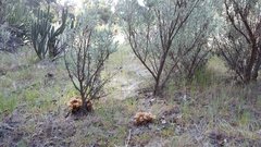 Aphyllon californicum feudgei