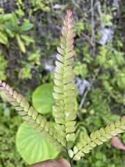 Adiantum pyramidale