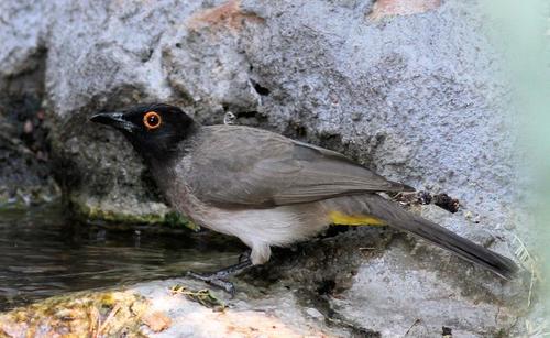Black-fronted Bulbul (Pycnonotus nigricans)