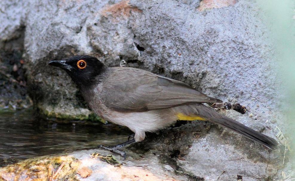 Black-fronted Bulbul (Pycnonotus nigricans)