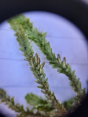 Neckera laevigata