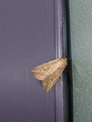 Mythimna semicana