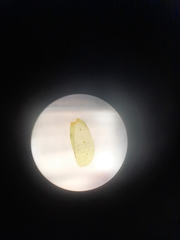Neckera laevigata