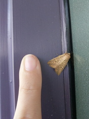Mythimna semicana