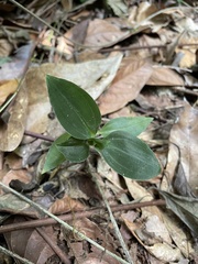Microchilus hirtellus