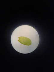 Neckera laevigata