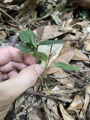 Microchilus hirtellus