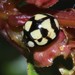 Phrynocaria gratiosa - Photo (c) Natasha Taylor, some rights reserved (CC BY-NC), uploaded by Natasha Taylor