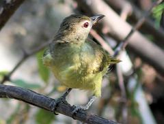 Chlorocichla flaviventris flaviventris