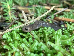 Plethodon nettingi