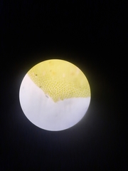 Neckera laevigata