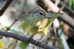 Chlorocichla flaviventris flaviventris